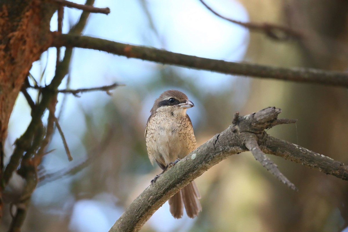 Brown Shrike - Ting-Wei (廷維) HUNG (洪)