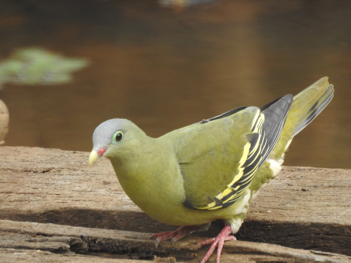 Thick-billed Green-Pigeon - ML257796911