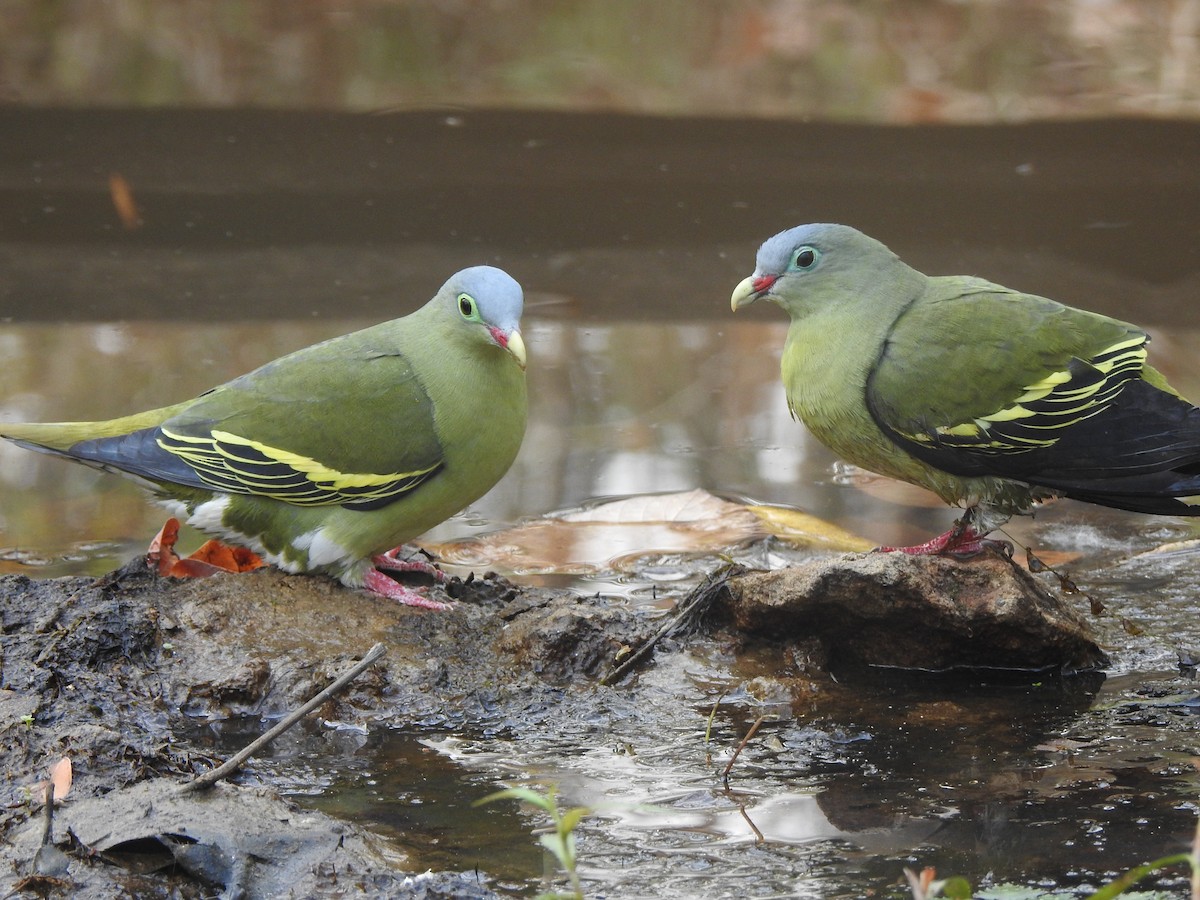 Thick-billed Green-Pigeon - ML257796971
