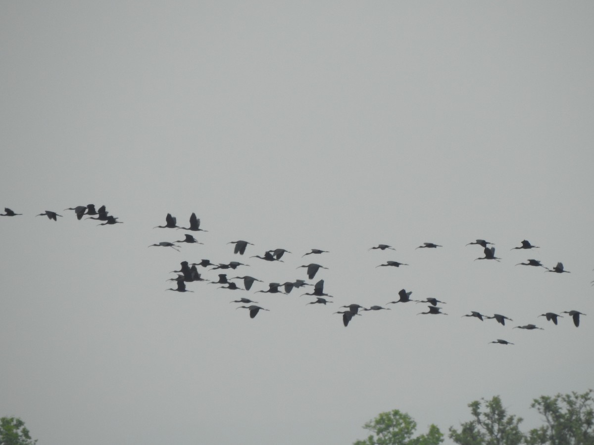 Glossy Ibis - ML257797071