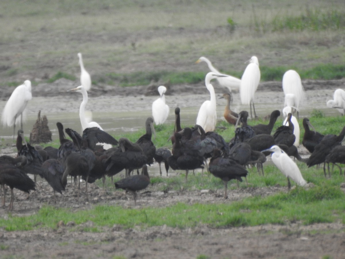 ibis hnědý - ML257797161