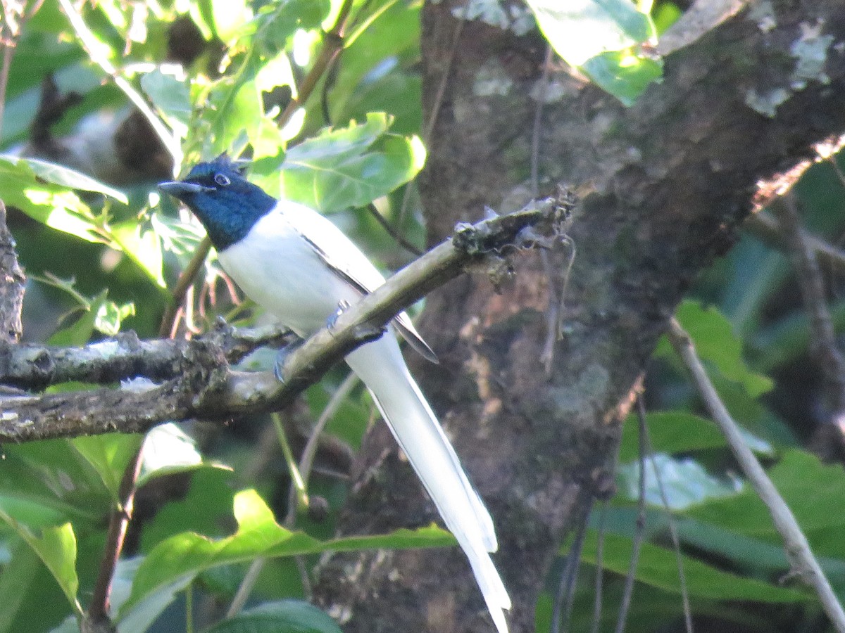 Blyth's Paradise-Flycatcher (Blyth's) - ML257797171