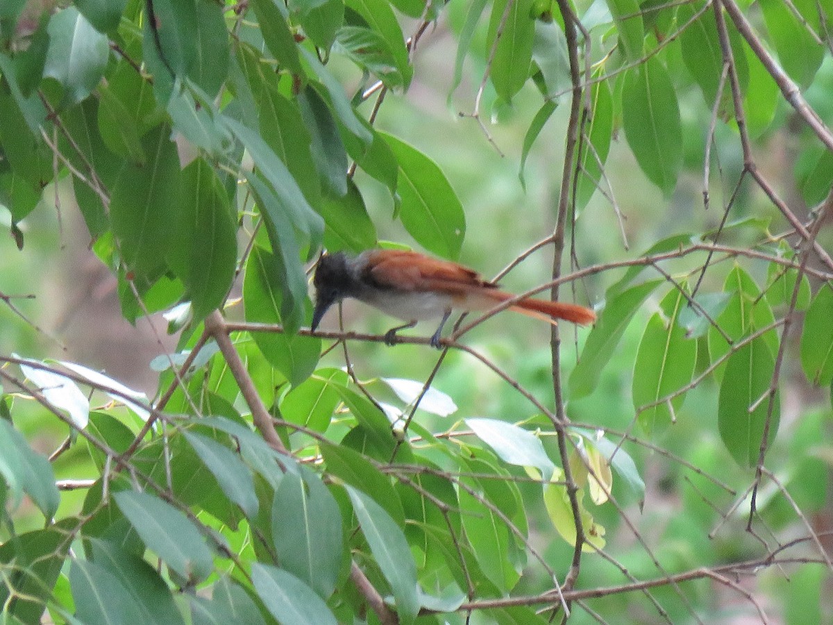 Blyth's Paradise-Flycatcher (Blyth's) - ML257797201