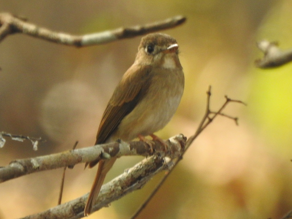 Brown-breasted Flycatcher - Zayar Soe