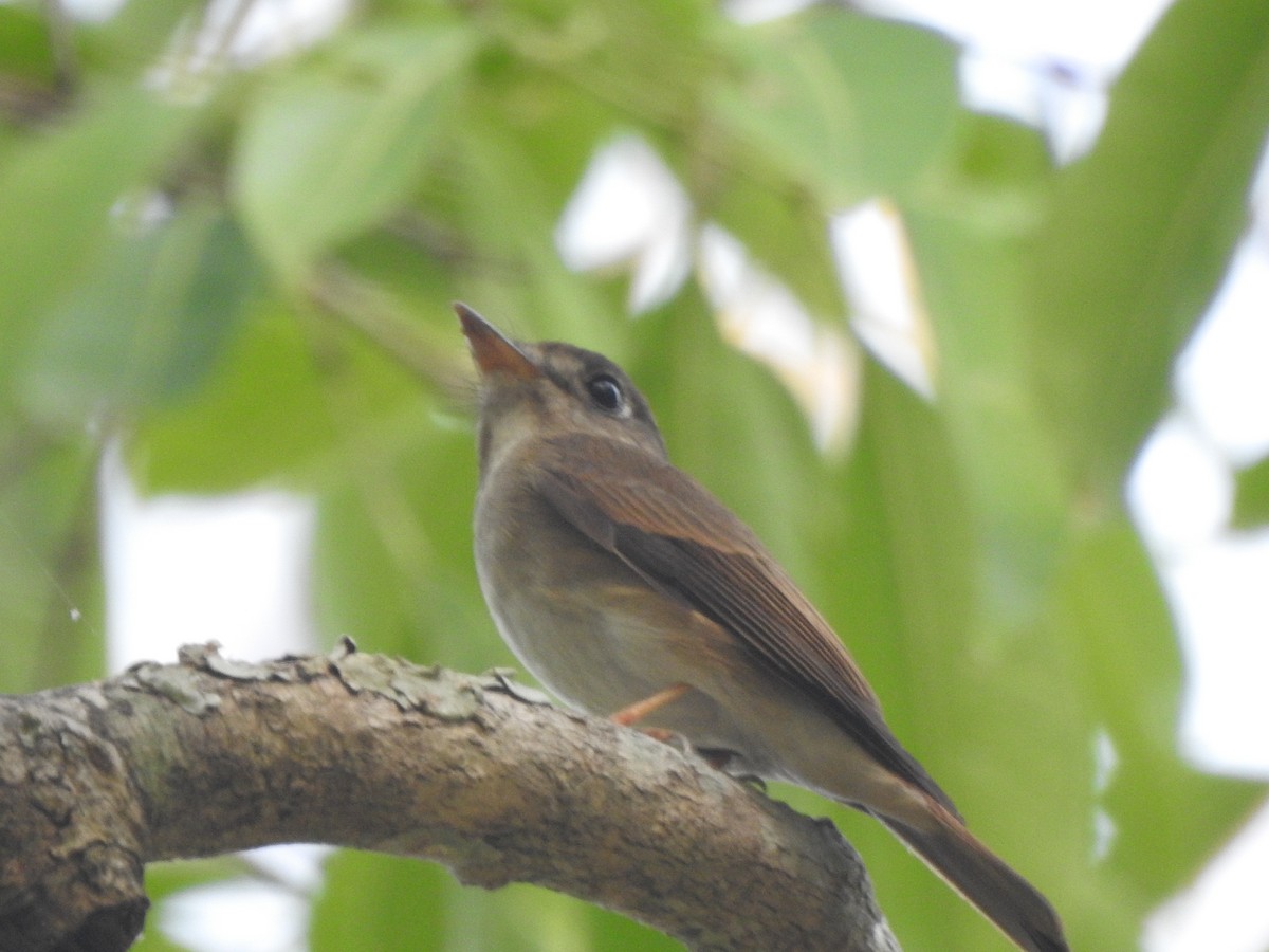 Brown-breasted Flycatcher - ML257797241