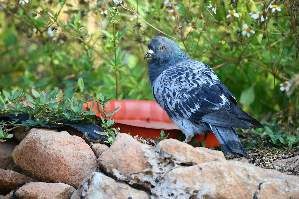 Rock Pigeon (Feral Pigeon) - ML257797681