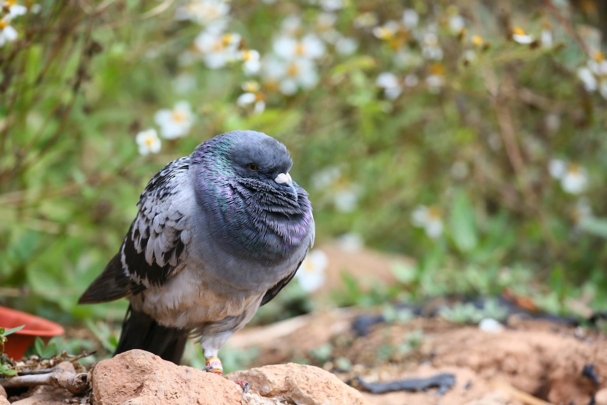 Rock Pigeon (Feral Pigeon) - ML257797691