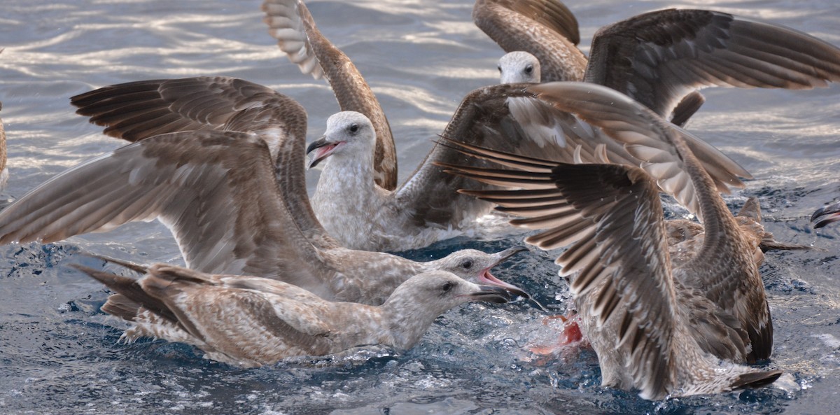 Western Gull - Chris Rohrer