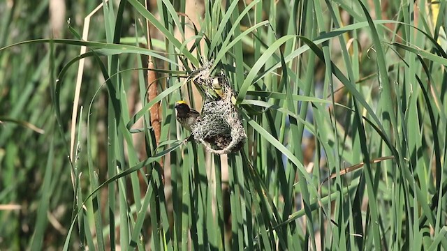 Streaked Weaver - ML257799761