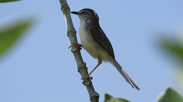 Plain Prinia - ML257799911