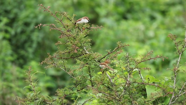 Yellow-eyed Babbler - ML257800141