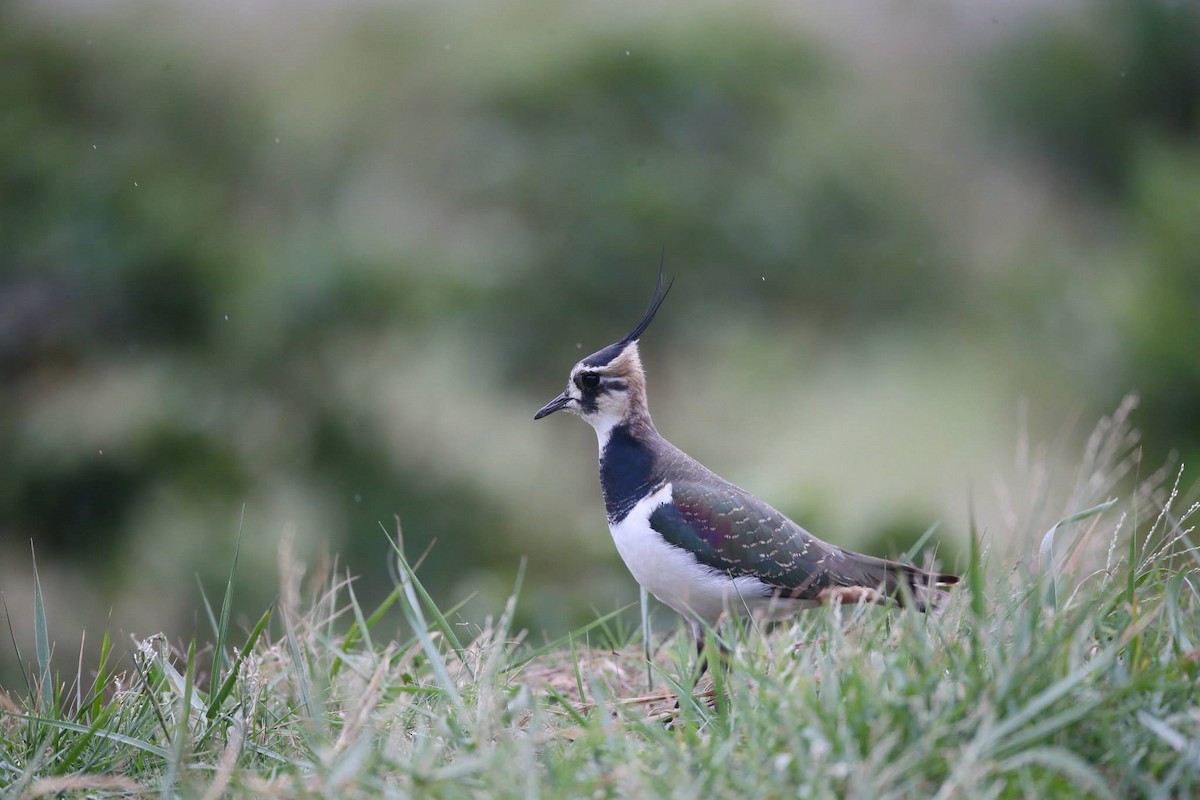 Northern Lapwing - Ting-Wei (廷維) HUNG (洪)