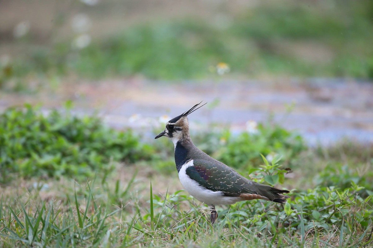 Northern Lapwing - ML257803641