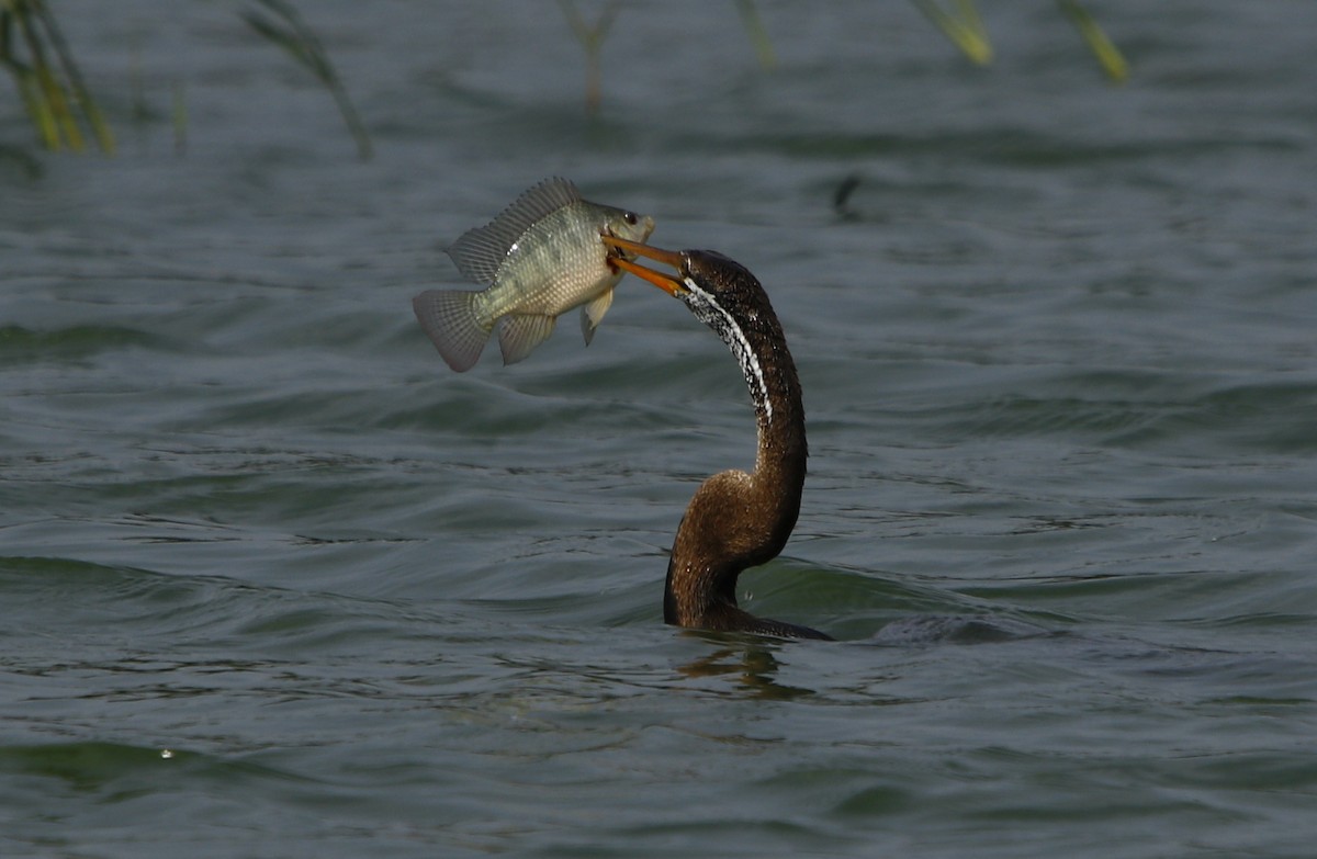 Anhinga Asiática - ML257803651