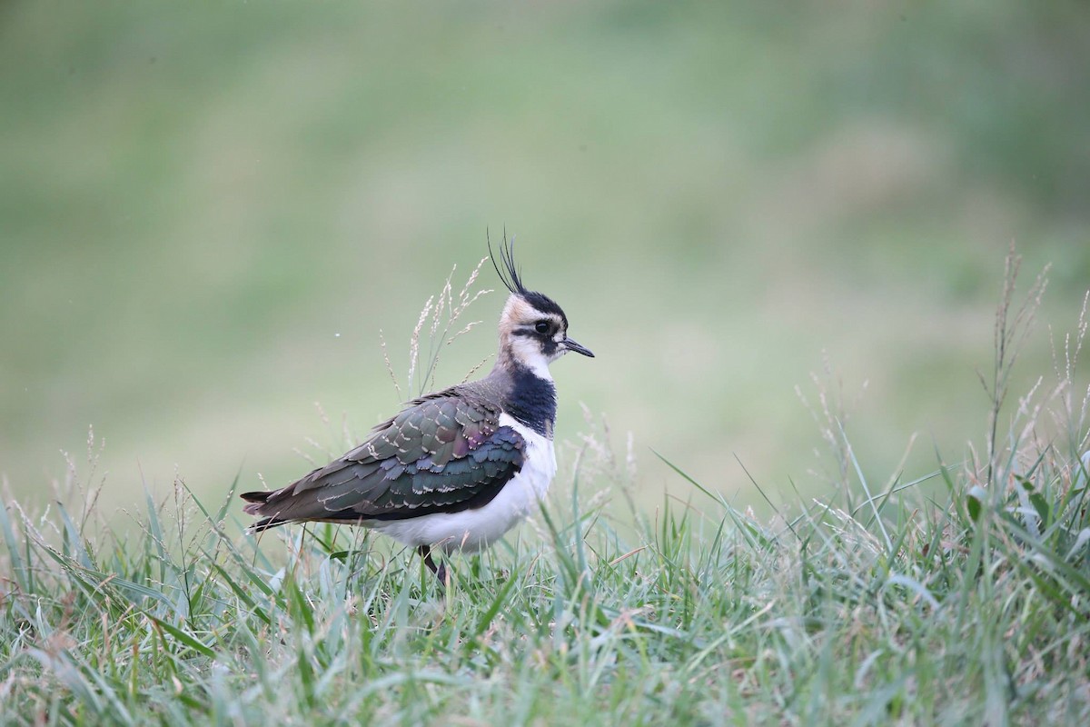 Northern Lapwing - ML257803781