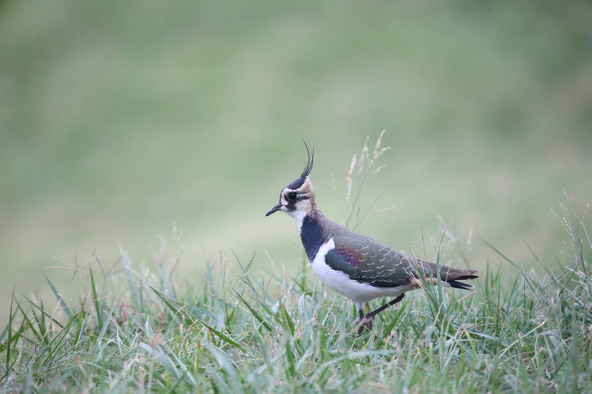 Northern Lapwing - ML257803791