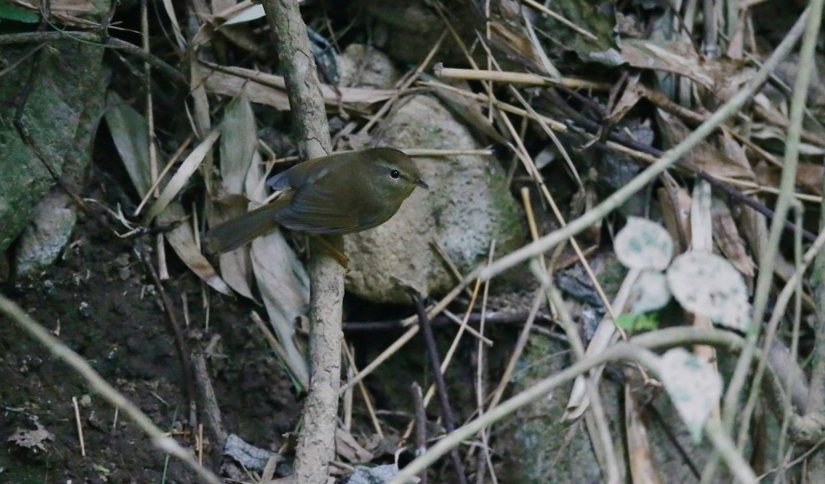 Brownish-flanked Bush Warbler - ML257804831