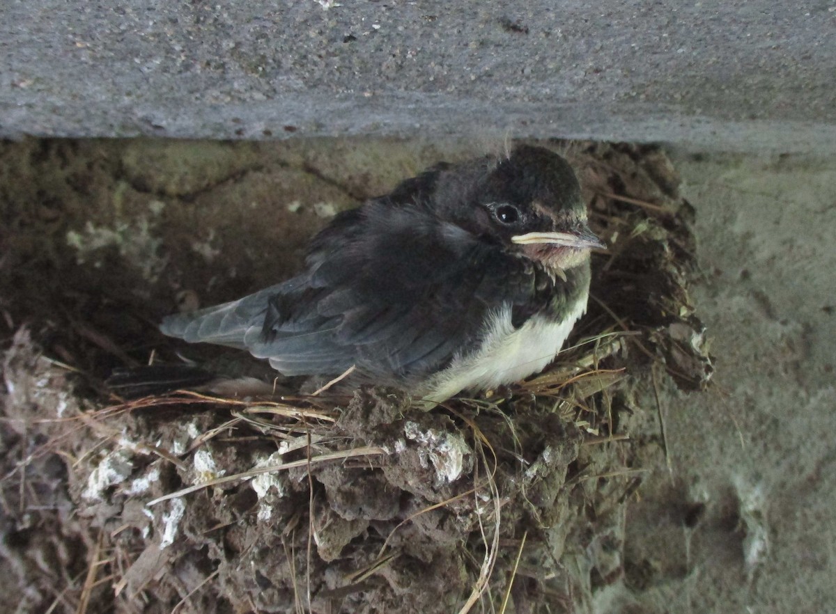 Асрын хараацай - ML257805151