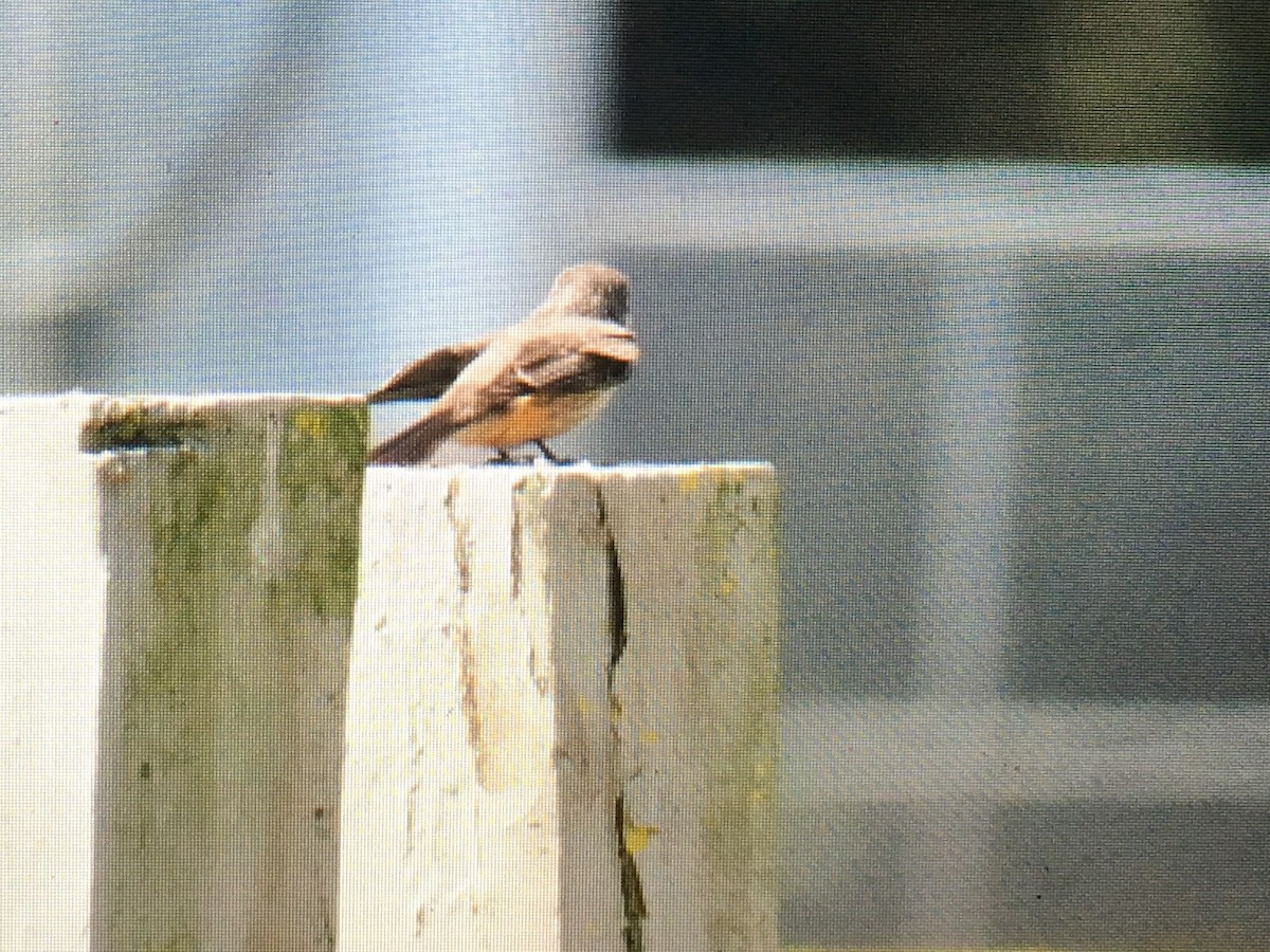 Vermilion Flycatcher - ML25780521