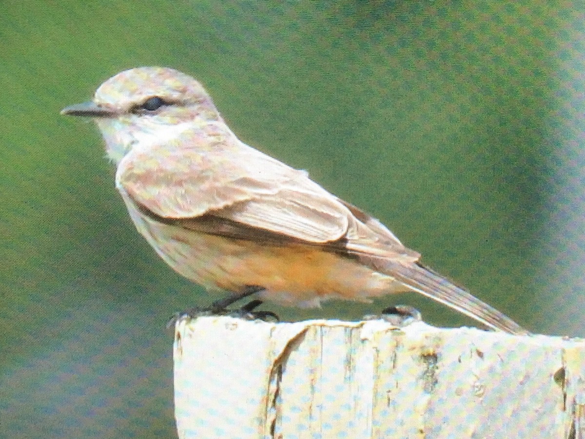 Vermilion Flycatcher - ML25780531