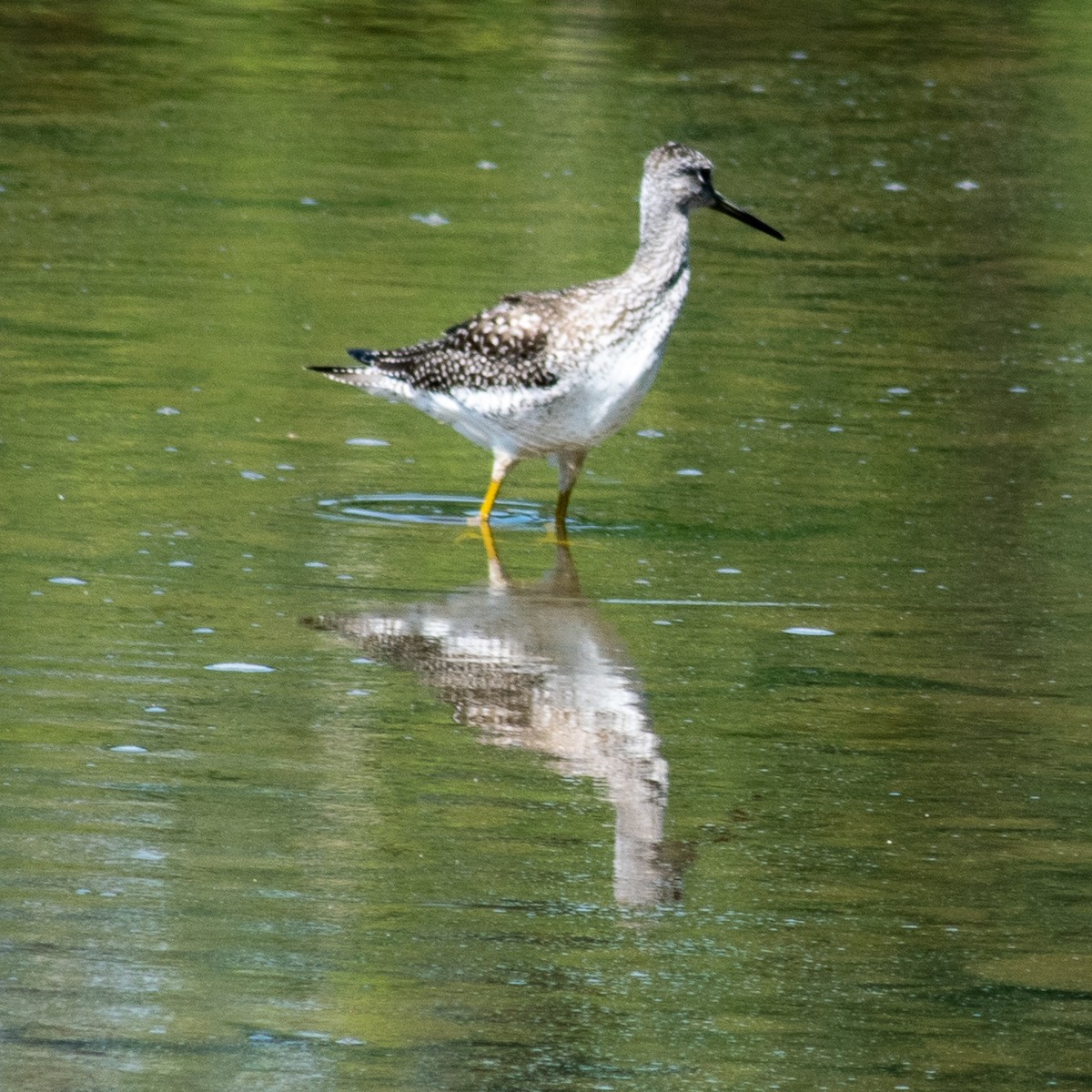 Greater Yellowlegs - ML257807351