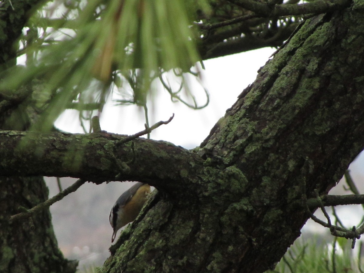 Red-breasted Nuthatch - ML257807761