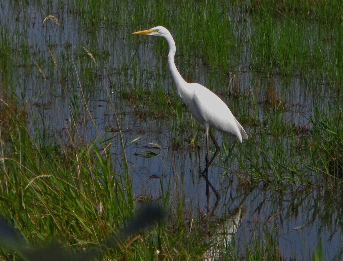 Цасч дэглий - ML257808321