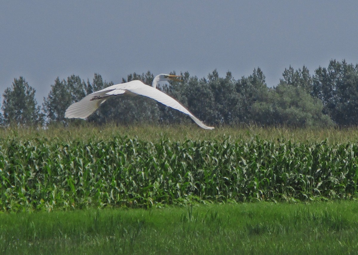 Цасч дэглий - ML257808331