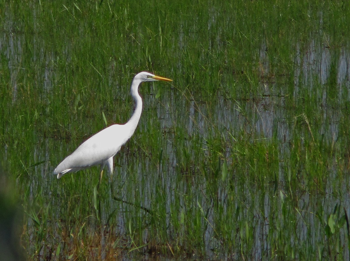 Цасч дэглий - ML257808341