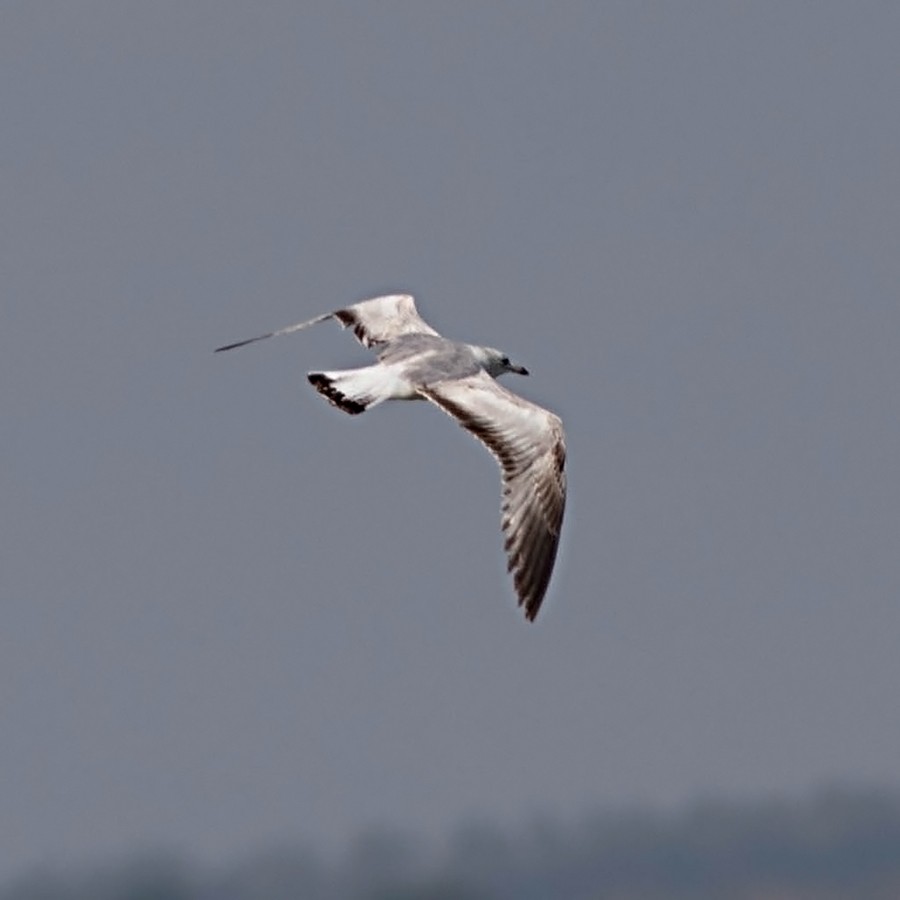 Ring-billed Gull - Tony Leukering