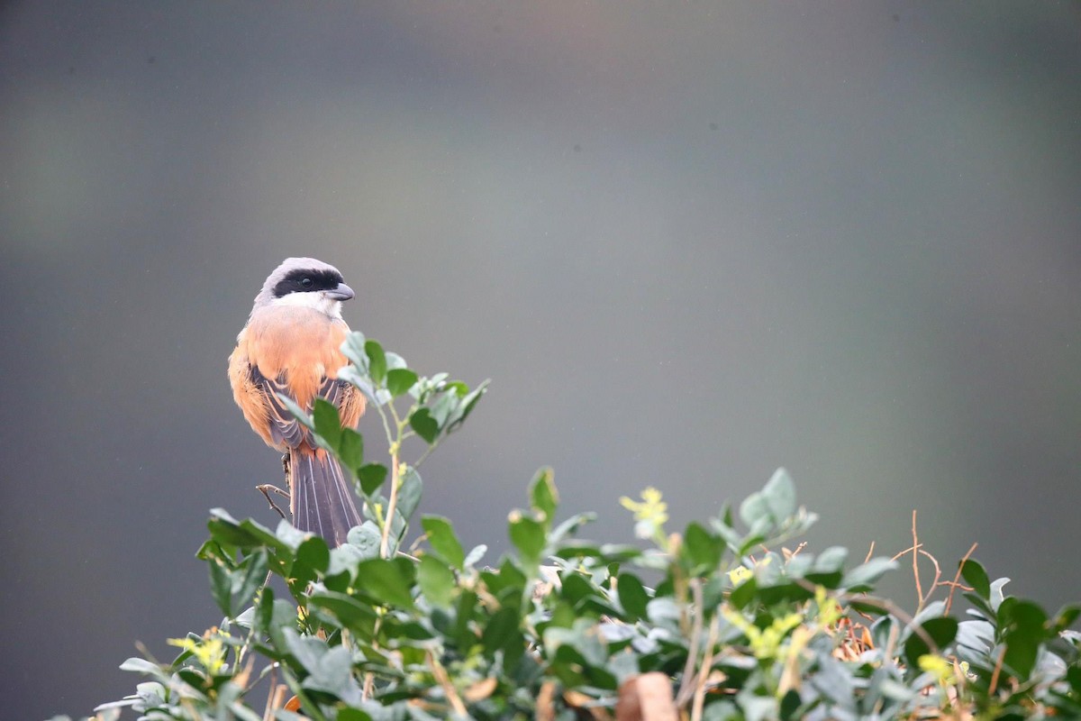 Long-tailed Shrike (schach) - Ting-Wei (廷維) HUNG (洪)