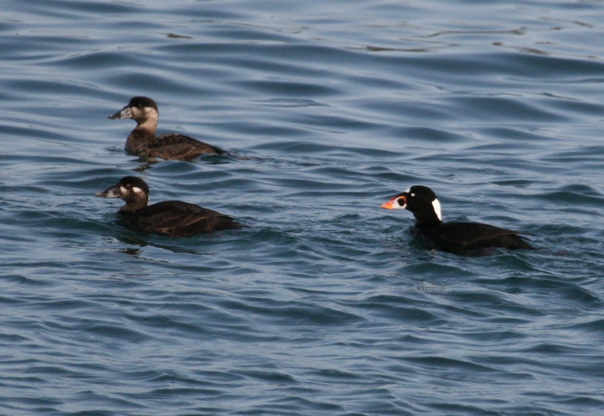 Surf Scoter - ML257809491