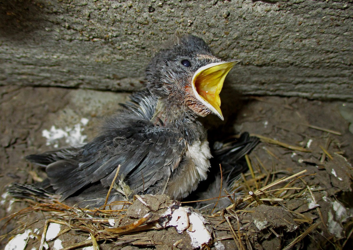 Асрын хараацай - ML257810531