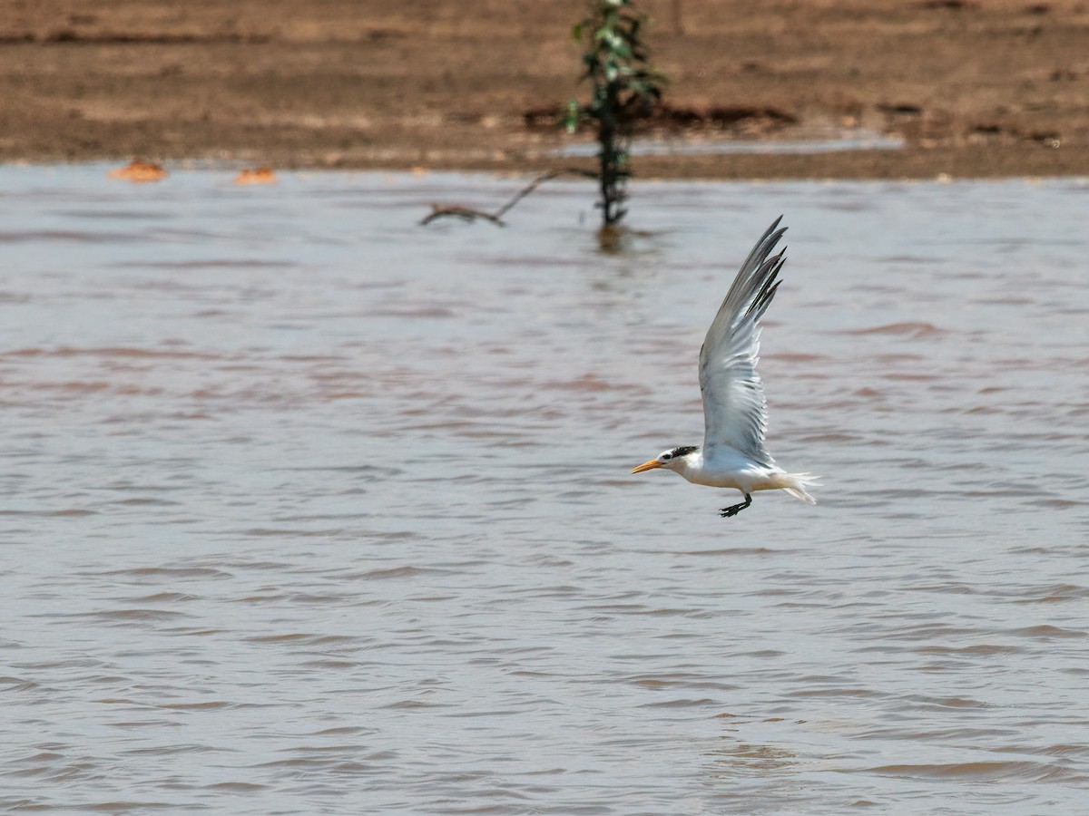 Lesser Crested Tern - ML257812101