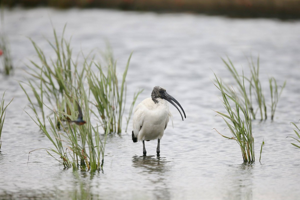 ibis posvátný - ML257812981