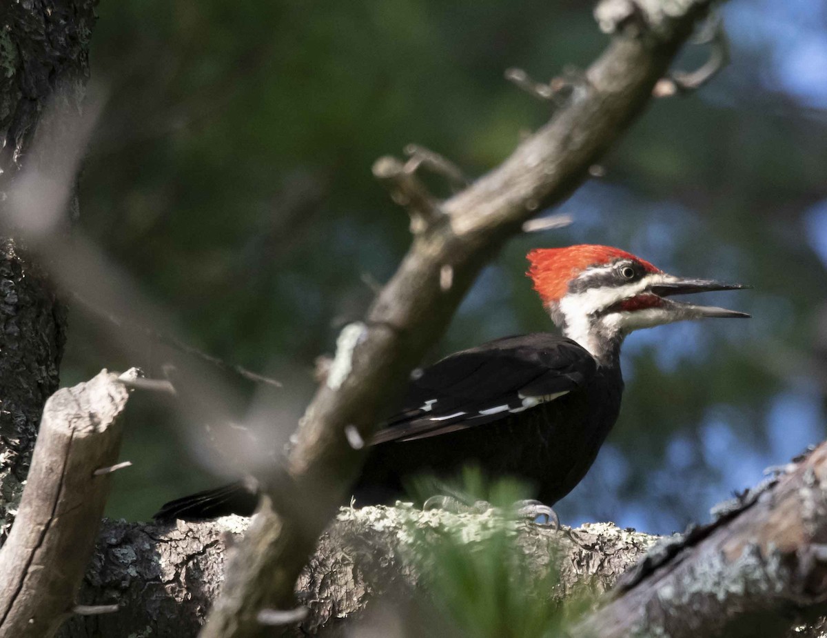 Pileated Woodpecker - Anthony Tuck