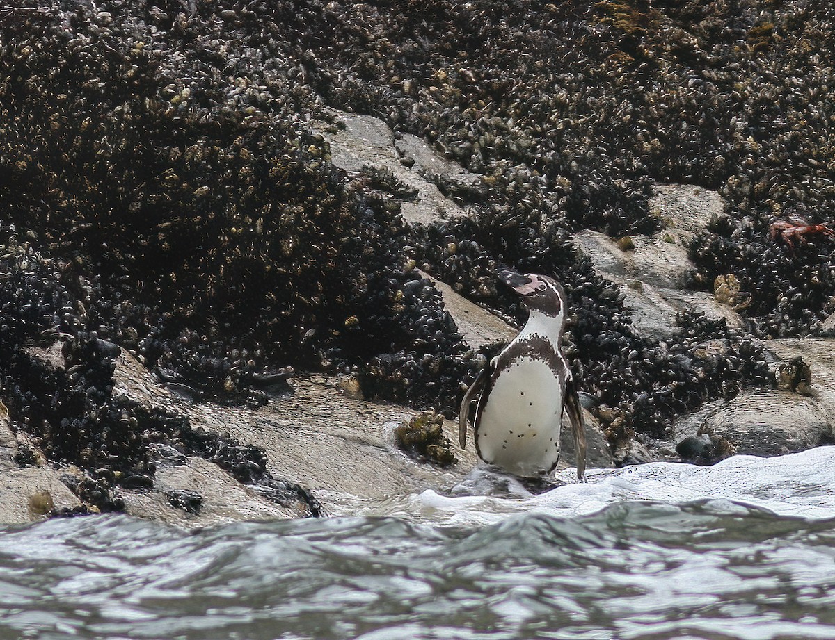 tučňák Humboldtův - ML257814541