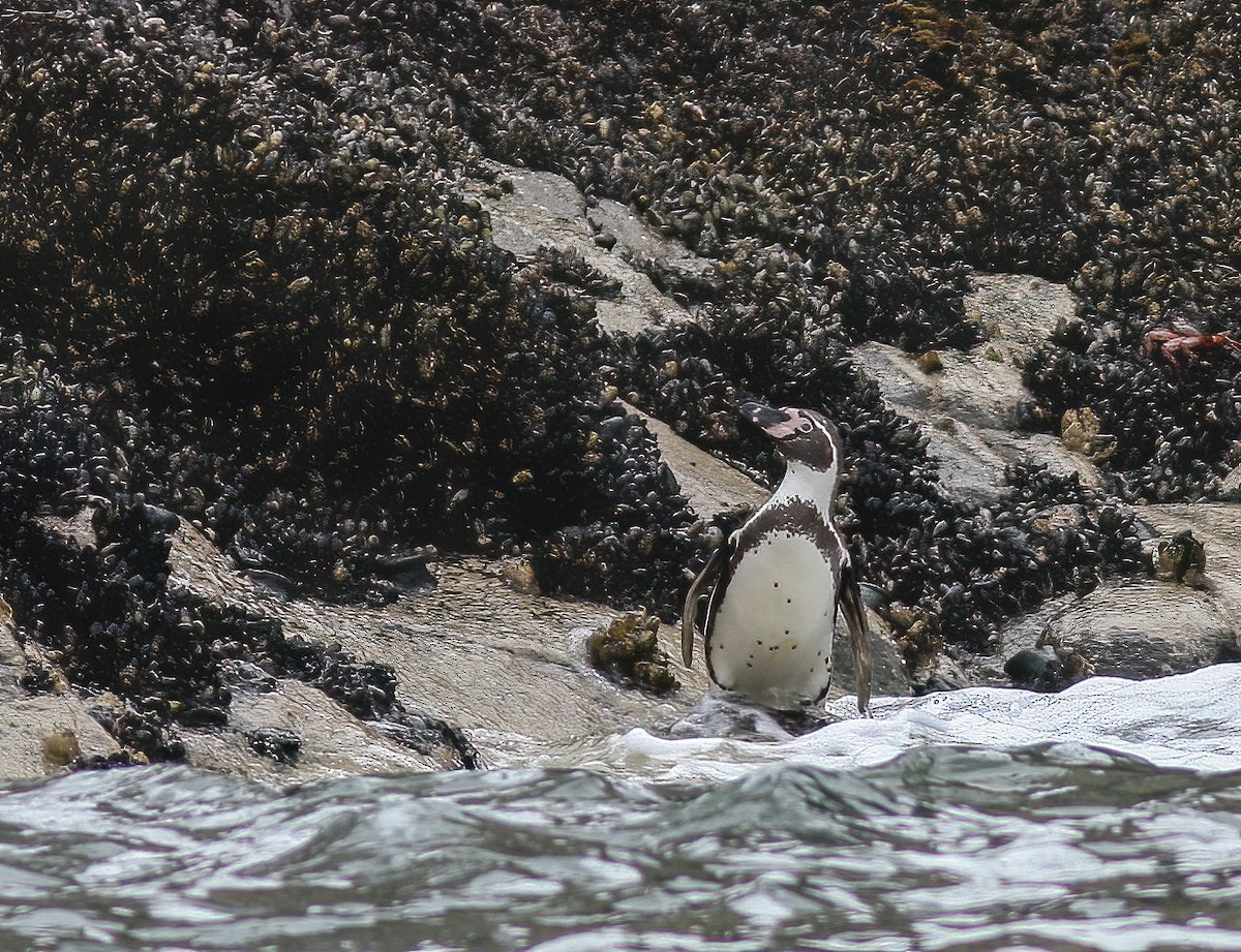 Humboldt Penguin - ML257814541