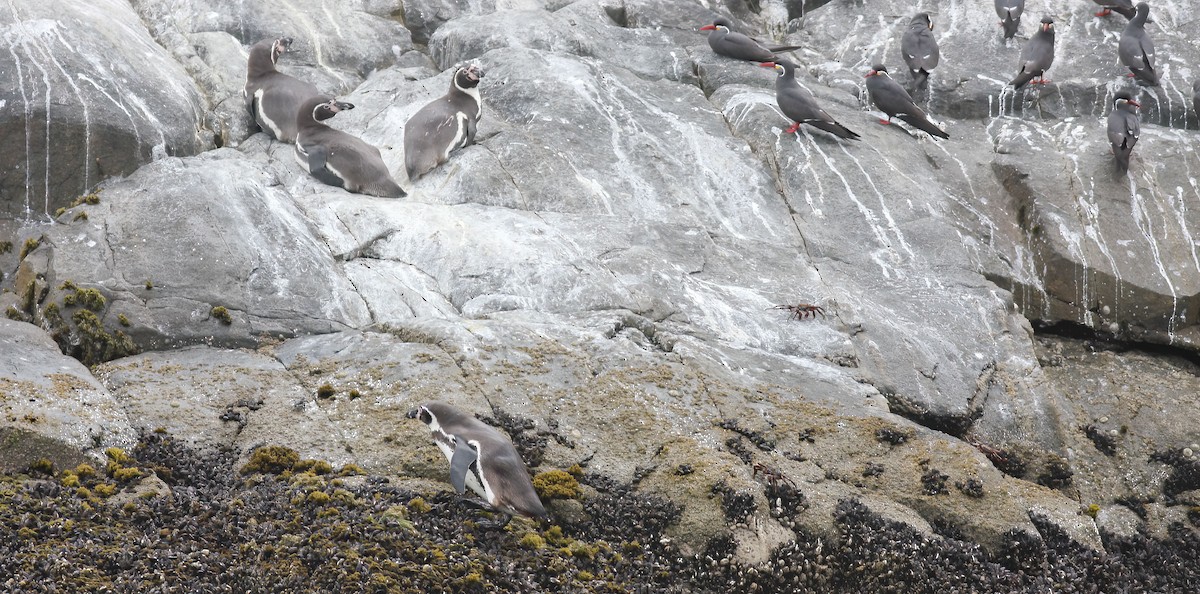 Humboldt Penguin - ML257814731