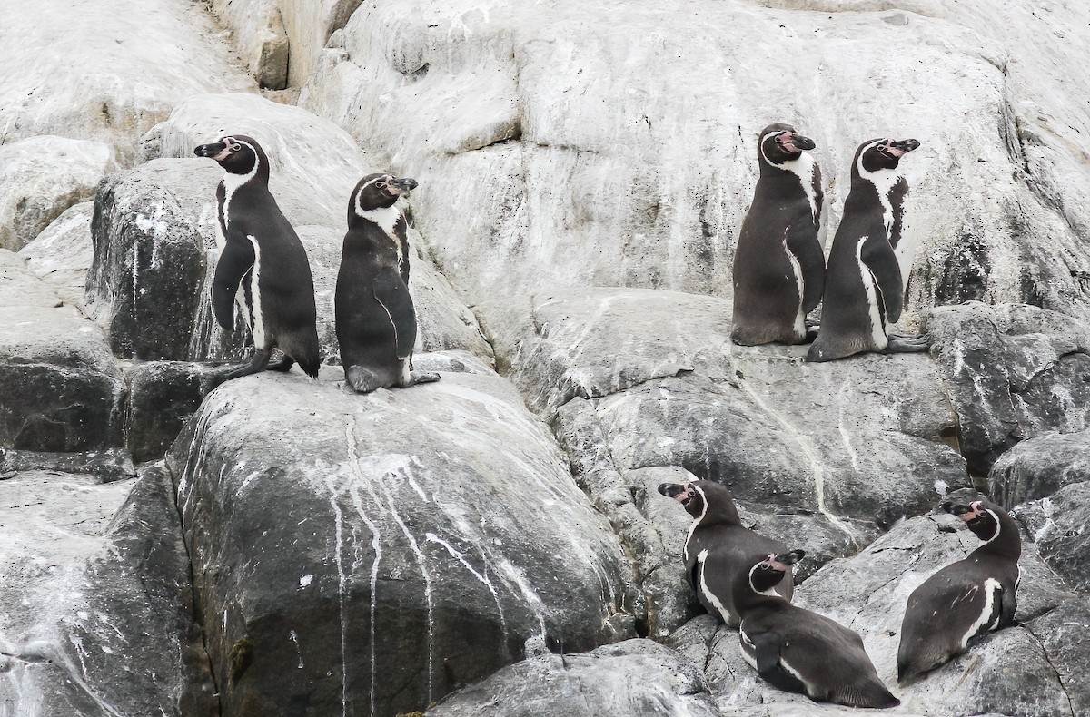 tučňák Humboldtův - ML257814811