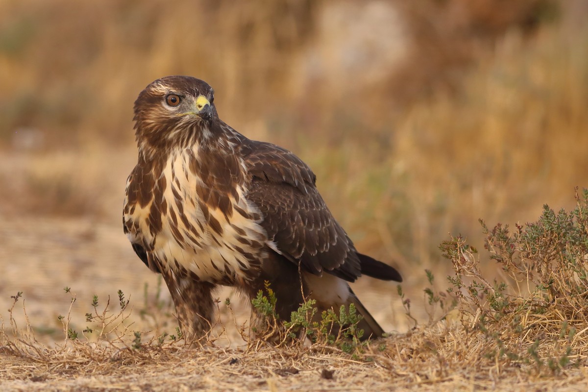 Common Buzzard - Manu Álvarez