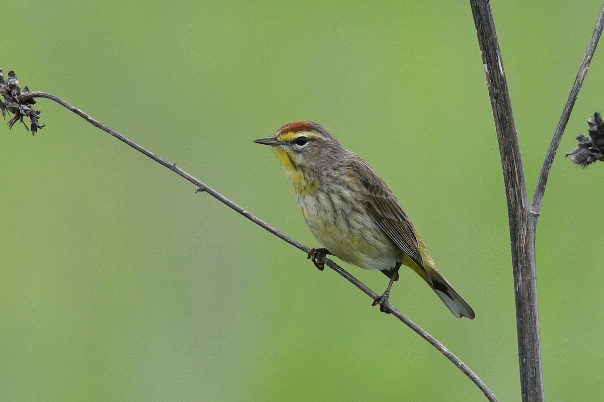 Palm Warbler - George Chiu