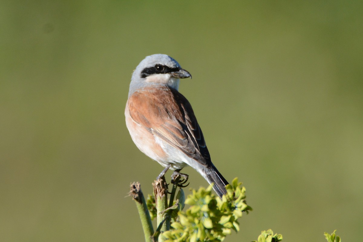 Red-backed Shrike - ML257817951