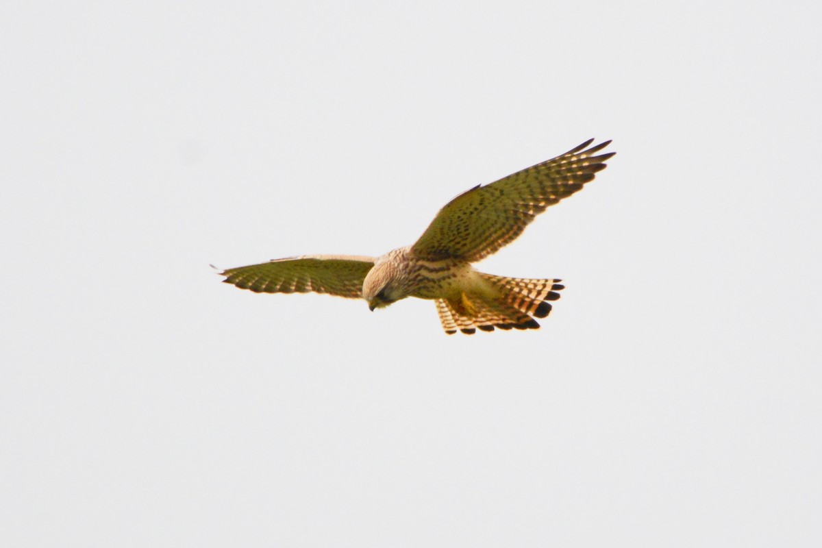 Eurasian Kestrel - ML257818091