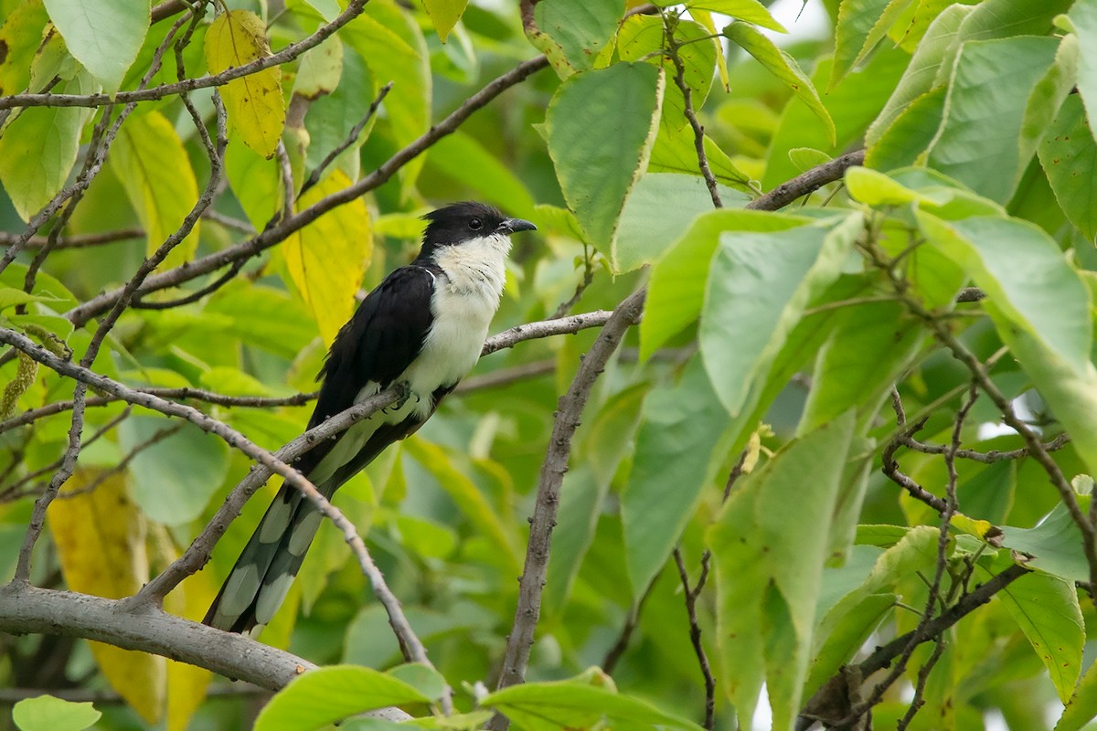 Pied Cuckoo - ML257821451