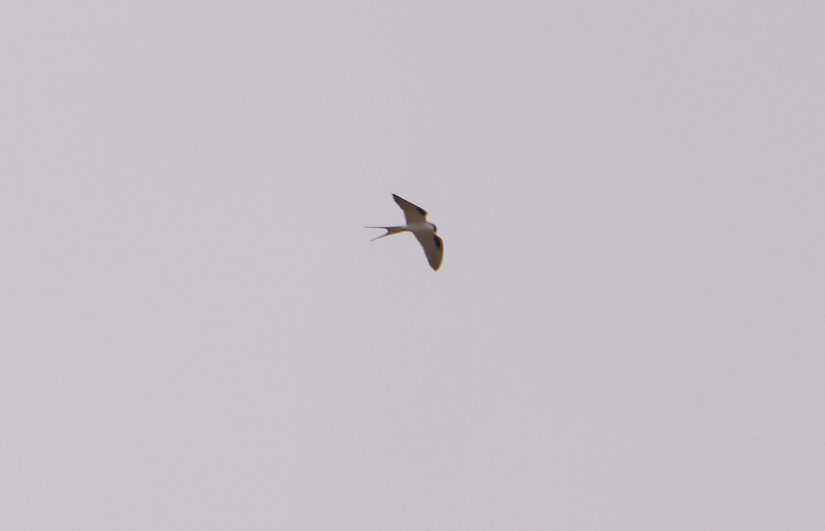 Scissor-tailed Kite - ML257822041