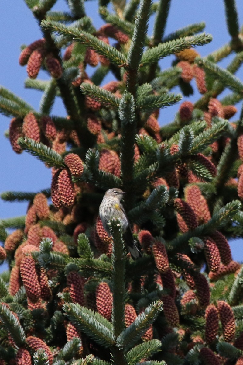 Yellow-rumped Warbler - ML257823391