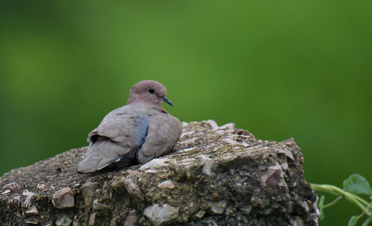 Laughing Dove - ML257824961