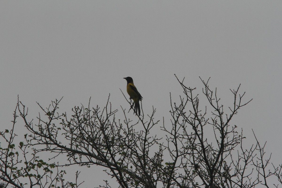 Audubon's Oriole - ML25782501