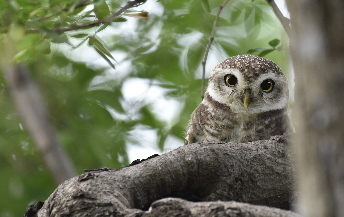 Spotted Owlet - ML257825211
